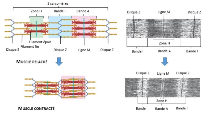 Figure 2: Structure et contraction du sarcomère, l’unité fonctionnelle du muscle. 