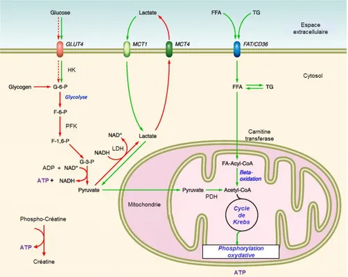 Figure 6: Métabolisme anaérobie et aérobie des glucides et des lipides. 