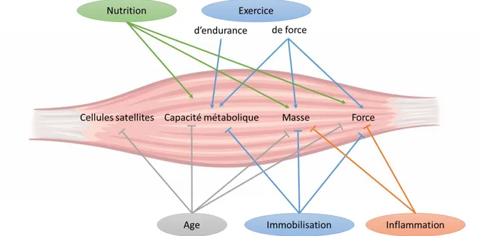 Figure 8: Effets de l’exercice, de l’âge, de la nutrition et de l’inflammation sur la masse musculaire