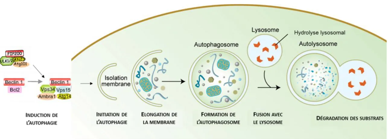 Figure 12 : Le système autophagique-lysosomale. 
