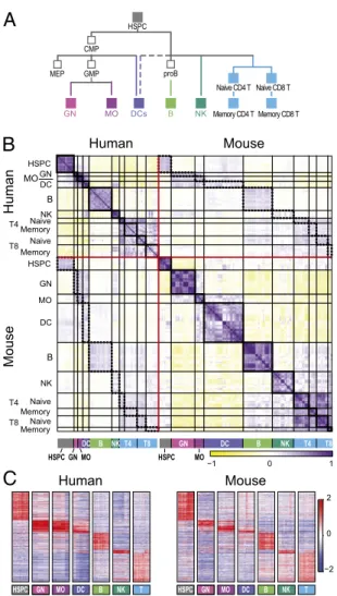 Fig. 1. Conserved transcriptional pro ﬁ les in matched immune lineages be- be-tween human and mouse