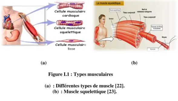 Figure I. 2 : Anatomie du muscle [23]. 