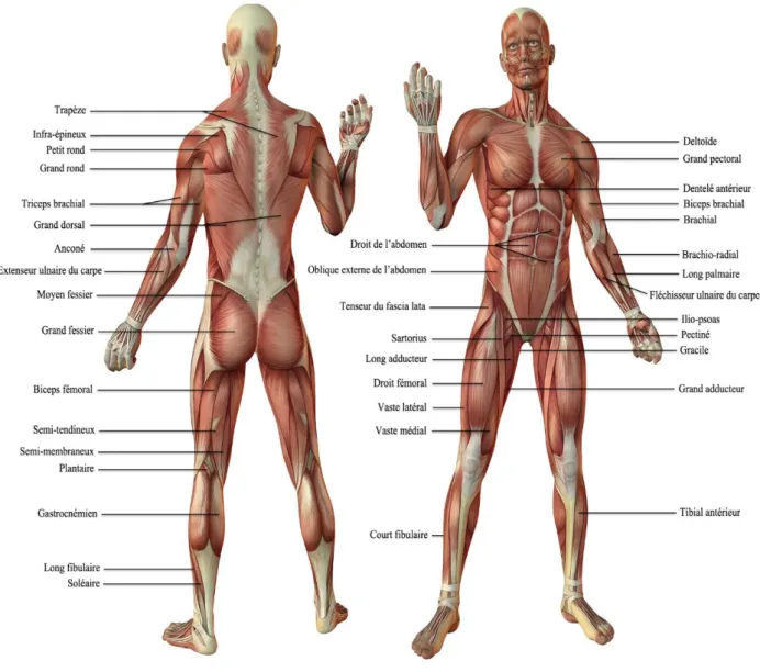 Figure I.3 : Différents muscles du corps humain, vue antérieur et postérieur [27].