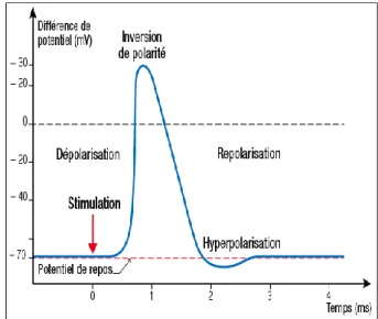 Figure I.6 : Exemple d’un potentiel d’action (PA) [35]. 