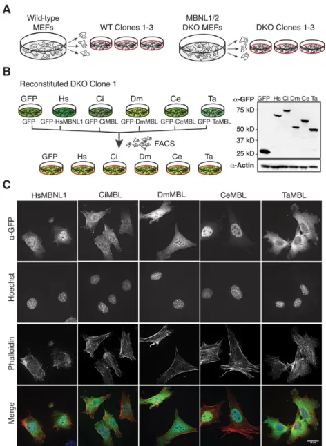 Figure 2. RNAseq libraries were generated from WT, MBNL1 / 2 knockout (DKO) and Muscleblind-reconstituted mouse embryonic fibroblasts (MEFs).