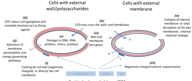 Figure 6. Inventory of the different molecular processes that may contribute to the chitosan  antimicrobial activity (adapted from [79])