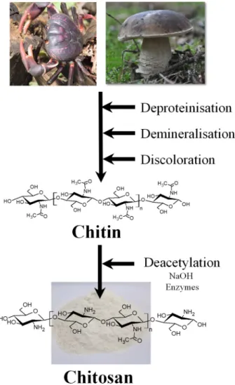Figure 2. General steps for chitin and chitosan production. 