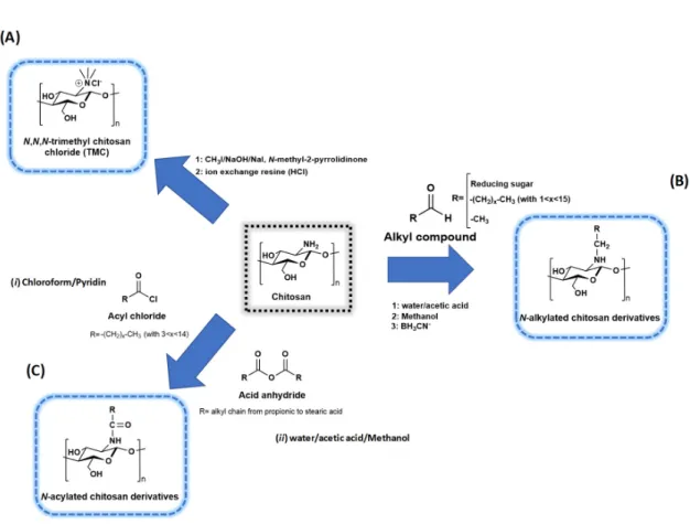 Figure 3. Production of chitosan derivatives by different methods: (A) Quaternization, (B) N- N-alkylation, and (C) N-acylation