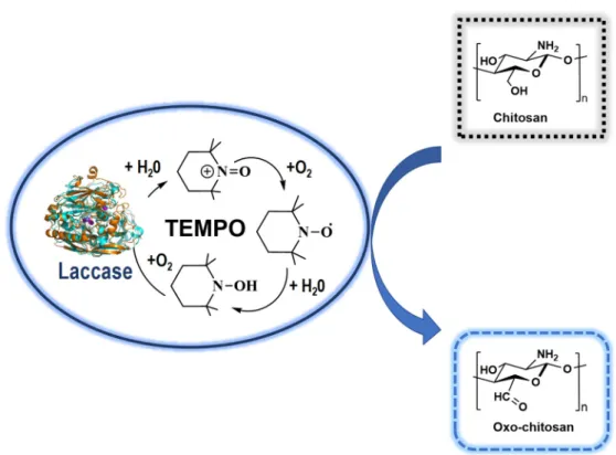 Figure 4. Environmentally friendly oxidation of CS via TEMPO/laccase system (adapted from [52])