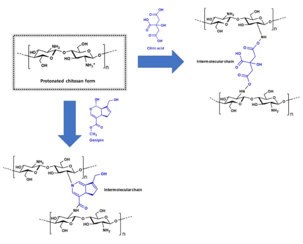 Figure 5. The mains cross-linking reactions using chitosan. 