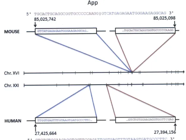 Figure  9.  App,  Amyloid  beta (A4) precursor protein