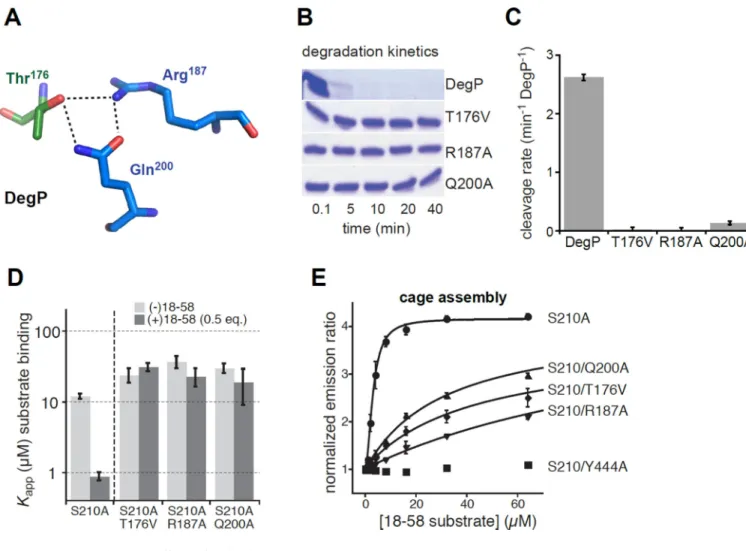 Figure 5. Effects of activation-cluster mutations on DegP activity and cage assembly