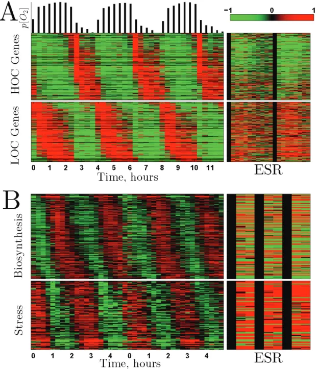 Figure 5:  Correlation between Metabolic Cycling and Stress Response  (A) Phase-ordered metabolic genes ex-  pressed periodically in a budding yeast culture YMC-synchronized (Tu et al,  2005), left panels