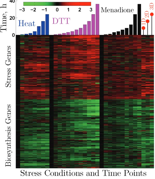 Figure 6:  Reciprocal Regulation of Biosynthetic, and Stress and Developmental Genes in Human Clustered  gene expression from small sets of stochastically profiled human epithelial cells in a three-dimensional culture model  of mammary-acinar morphogenesis