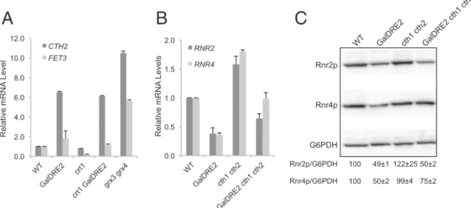 Fig. 3. The decrease in ββ′ levels in the GalDRE2 mutant is mediated by CTH1/CTH2. (A) CTH2 is induced in the GalDRE2 mutant