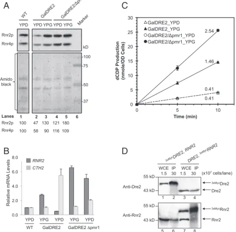 Fig. 5. Depletion of Dre2 causes decrease in ββ′ activity. (A) Comparison of Rnr2 protein levels in GalDRE2 Δ pmr1 and GalDRE2 cells under GAL-on (YPG) and GAL-off (YPD) conditions