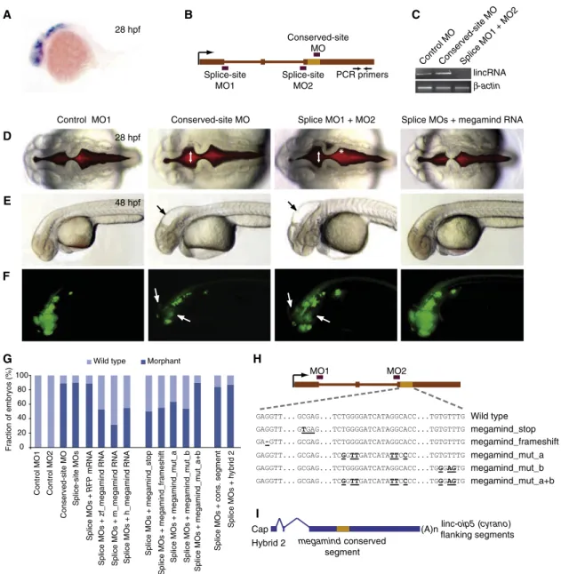 Figure 6. The Importance of linc- birc6 for Proper Brain Development