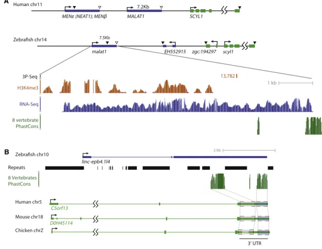 Figure 7. lincRNA Conservation Patterns