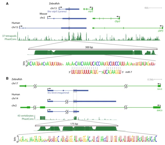 Figure 4. lincRNAs with Short Conserved Segments