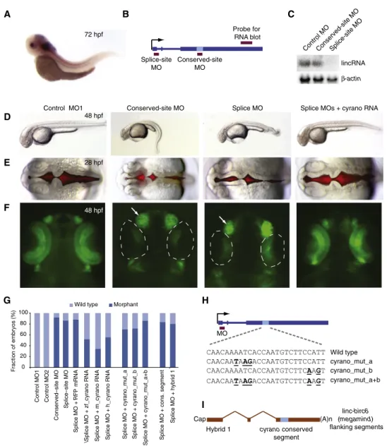 Figure 5. The Importance of linc- oip5 for Proper Embryonic Development