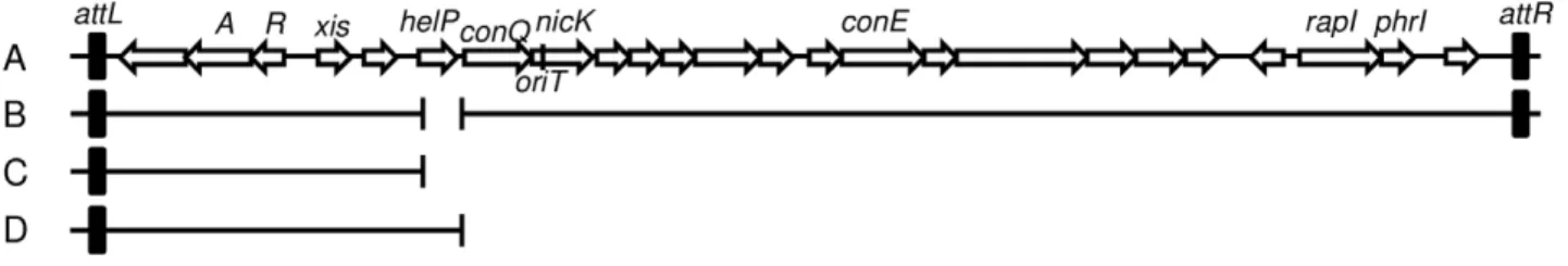Figure 1. Map of ICE Bs1 and derivatives. A–B. Schematic of ICEBs1 (A) and the helP mutant (B) integrated at the normal attachment site, attB.