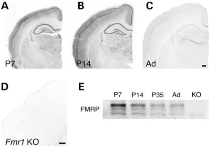 Figure 1. Developmental expression proﬁle of FMRP in rats. Immunohisto- Immunohisto-chemical localization of FMRP in P7 (A), P14 (B) and adult (C) WT SD rats.