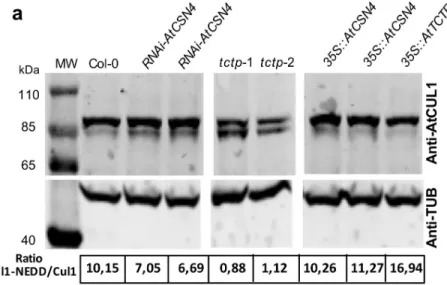 Fig 4. The CUL1 NEDD8 /CUL1 ratio is modified in Arabidopsis tctp mutants. (a) CUL1 NEDD8 /CUL1 ratio decreases in a similar manner in the two independent tctp knockout lines, tctp-1 and tctp-2, while in plants overexpressing AtTCTP (35S::AtTCTP) increased