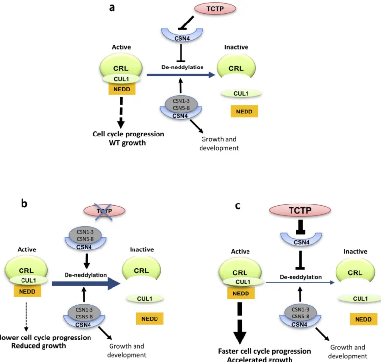 Fig 6. Model showing the interaction of TCTP and CSN4 and its impact on CUL neddylation and CRL complex and growth