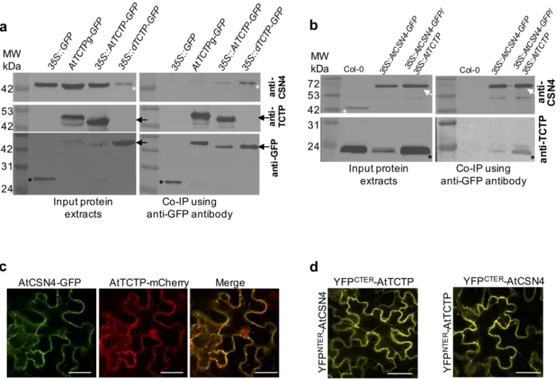 Fig 1. AtTCTP and AtCSN4 interact in vitro and in vivo. (a) TCTP interacting proteins were co-immunoprecipitated from protein extracts prepared from inflorescences of 35S::GFP, AtTCTPg-GFP, 35S::AtTCTP-GFP and 35S::dTCTP-GFP/tctp plants using anti-GFP coup