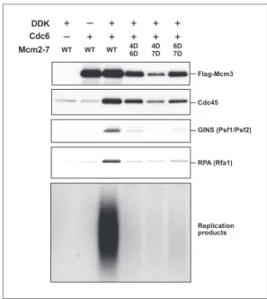 Figure supplement 1. Quantitation of DNA template  association of Mcm3, Cdc45, GINS and RPA and DNA  replication products for the Mcm2-7 mutants relative  to wild-type