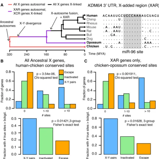 Figure 3. Heterogeneities in X-linked miRNA targeting were present on the ancestral autosomes