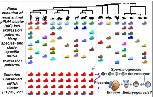 Fig 6. A model for the evolution of piC loci expression patterns. The rainbow of colored pictograms represents the diverse number of piC loci that are generally distinctly expressed between animal species or clades