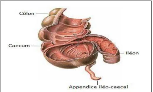 Figure 02 : la situation anatomique de l’appendice 