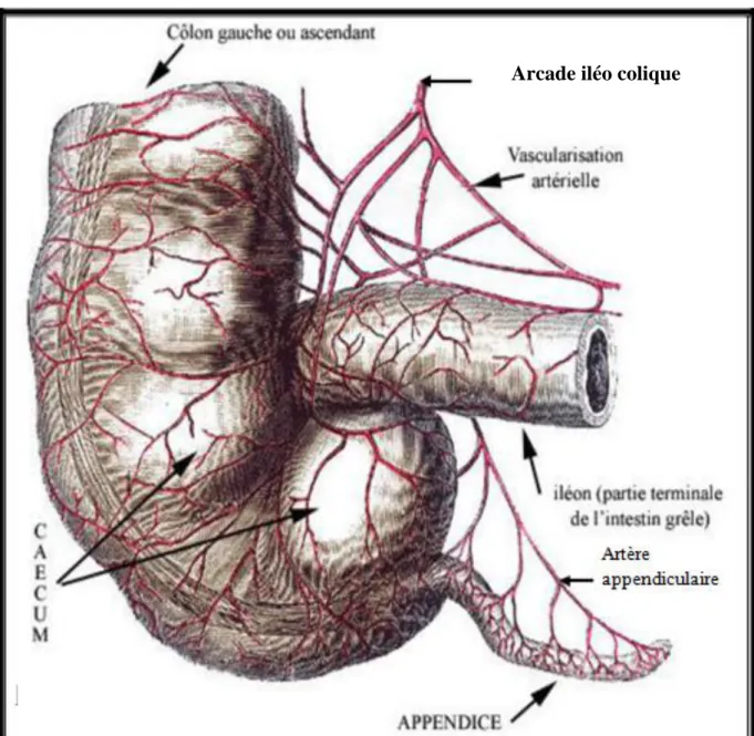 Figure 04 : vascularisation de l’appendice. 