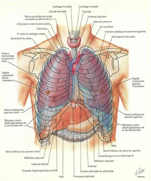 Figure   6.   Anatomie   thoracique   [tiré   de   Netter   FH.   Atlas   d'anatomie   humaine,   2ème   édition,   1999]