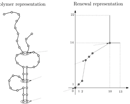 Figure 1. A configuration of the gPS model, with one strand containing 23 bases and the other 14, is represented in two fashions: the natural (or polymer) one and the renewal one
