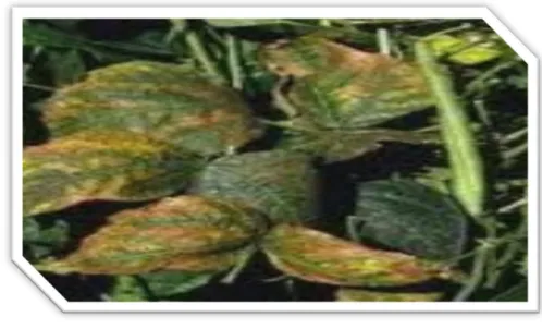 Figure 6 : Photographie des Anthracnoses sur feuilles d’haricots  (Chaux et Foury , 2003) 