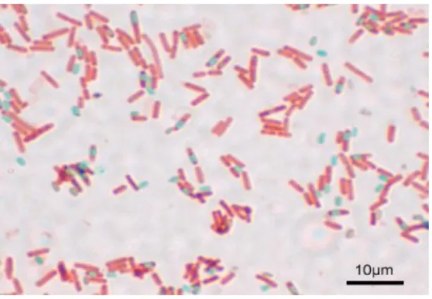 Figure 10 : Photographie de l’observation microscopique de Bacillus subtilis (Bridier et al  ,2010)