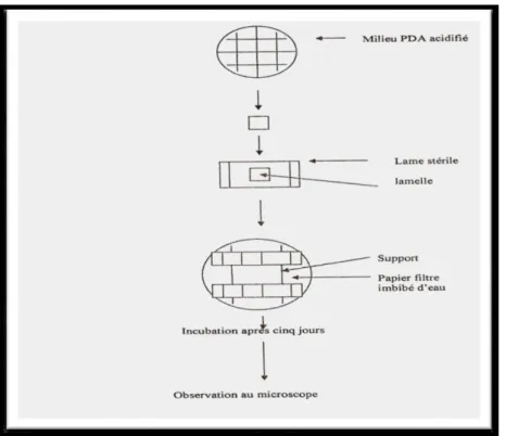 Figure 12: Technique de microculture (Harris, 1982). 
