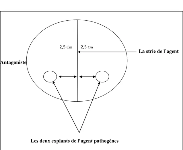 Figure 14 : Méthode de confrontation directe entre l’agent pathogène et l’agent antagoniste  sur milieu PDA (Hibar et al, 2005) 