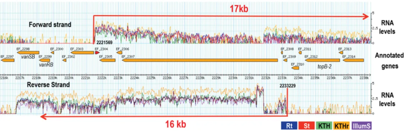 FIGURE 4. Long antisense organization in the chromosome of E. faecalis V583. The transcriptional antisense organization encompasses 22 kbp