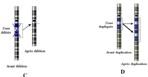 Figure 1 : Différents types d’anomalies chromosomiques de grande taille. A. Translocation  chromosomique