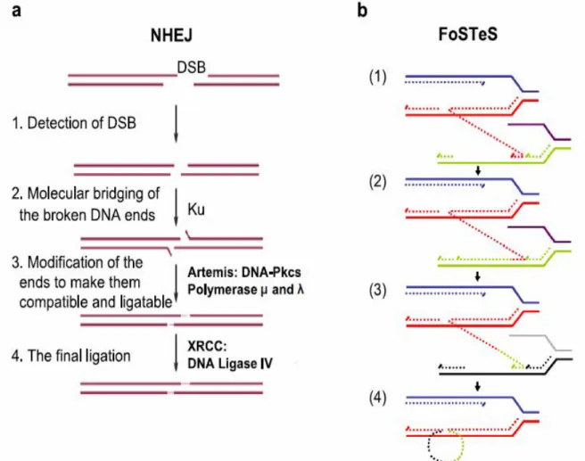 Figure  6  :  Mécanismes  NHEJ  et  FoSTeS  a.  Mécanisme  NHEJ  avec  la  réparation  des  cassures  double  brin  de  l'ADN:  1