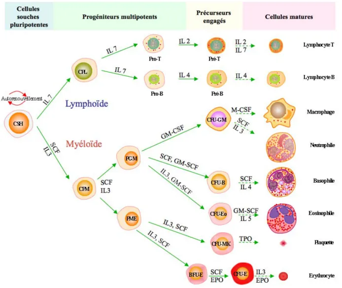 Figure 4 : L’hématopoïèse et les cytokines  