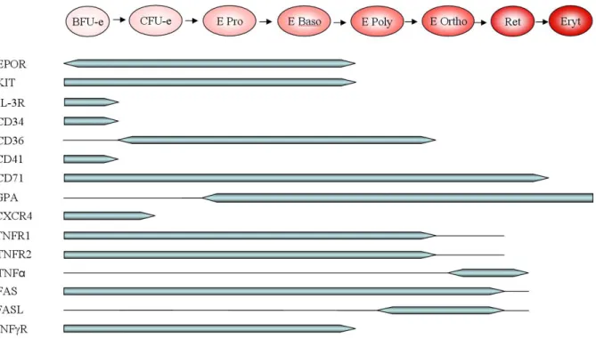 Figure 9 : Expression de récepteurs et d’autres protéines membranaires au cours de  l’érythropoïèse  