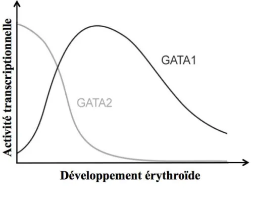 Figure  15 :  Modèle  de  la  régulation  dynamique  de  GATA-1  et  GATA-2  pendant  l’érythropoïèse  