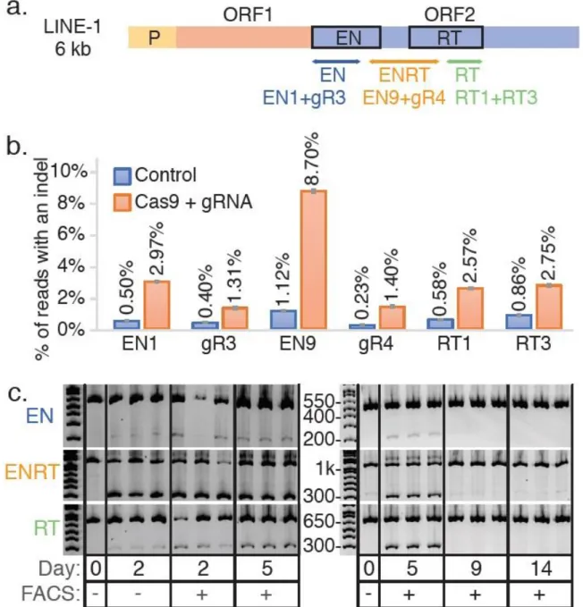 Figure 4.2 | CRISPR-Cas9 based genome editing at high copy number repetitive elements is detectable  but ultimately lethal