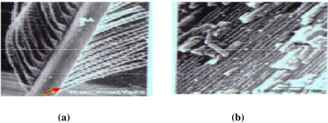Figure I. 7 : Agrandissement d’une plume de paon au microscope montrant la structure des barbules