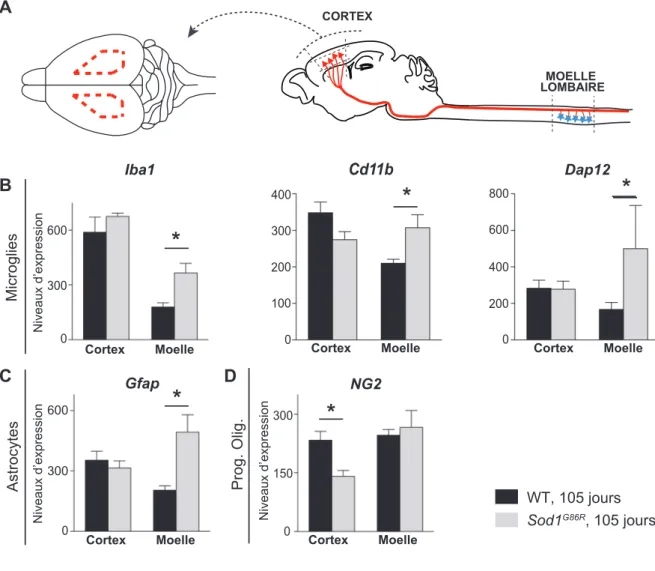 Figure 1. Le  cortex  des  souris  Sod1 G86R   ne  présente  pas  ou  peu  de  gliose  réactionnelle,  contrairement à la moelle épinière 