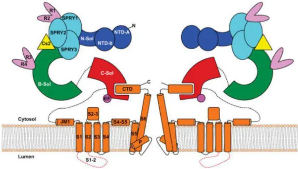 Figure 17 Membrane topology of RyR 1 . Colored as follows: dark blue, N-terminal region, including NTD A and B  (N-terminal beta-trefoil domain A and B), and N-Sol (N-terminal solenoid); cyan, SPRY1, SPRY2 and SPRY3 (named  from  SPla  and  the  ryanodine 